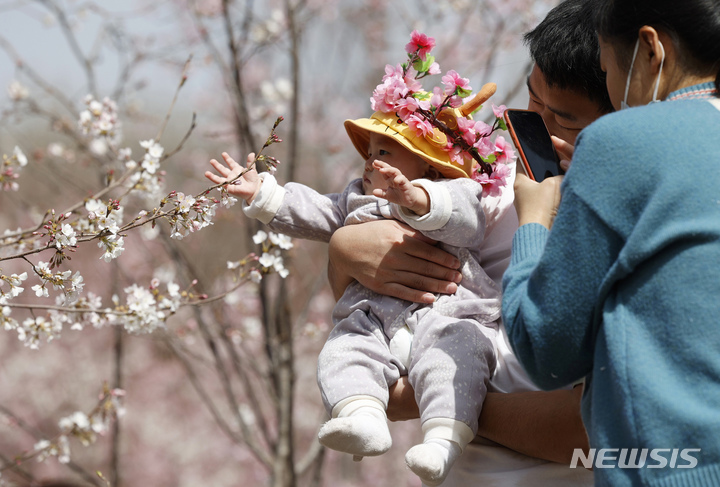[AP/뉴시스] 2021년 3월 벚꽃 피는 중국 베이징 공원의 한 가족 모습