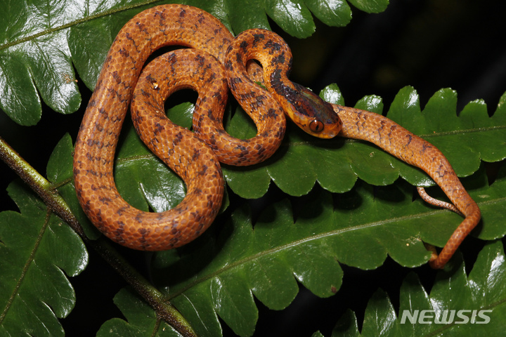 [메콩강=AP/뉴시스] 세계자연기금이 발표한 메콩강에서 발견된224종의 신종 동식물 가운데 민달팽이 먹는 오렌지색 뱀 