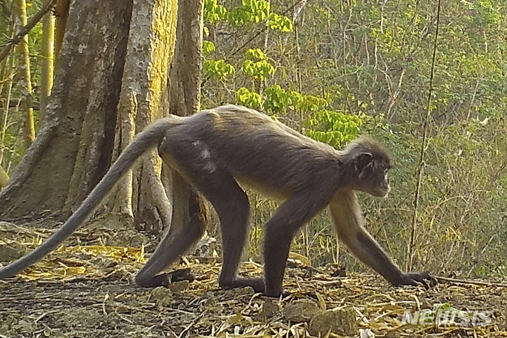 [AP/뉴시스] 메콩강의 포파 랑구르 원숭이  