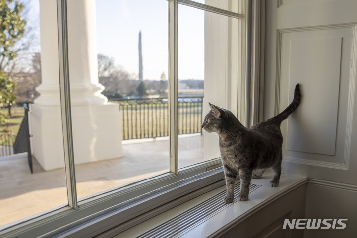 바이든 미 대통령 부부가 새로 입양한 고양이 윌로우가 27일(현지시간) 백악관 안을 돌아다니고 있다. 바이든 대통령 부부는 2살난 윌로우를 펜실베니아에서 데려왔다. (워싱턴=AP/뉴시스)