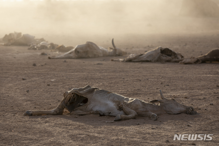 [고데( 에티오피아)=AP/뉴시스]에티오피아의 소말리아 국경지대인 북부 고데 마을 부근에서 가뭄으로 죽은 가축들의 사체가 모래 벌판 위에 흩어져 있다. 소말리아와 에티오피아 지역은 우기를 세 번 거치면서 전혀 비가 내리지 않은 심한 한발로 수 십만명이 삶의 터전을 떠나 난민이 되고 있다고 유엔은 밝혔다.  
