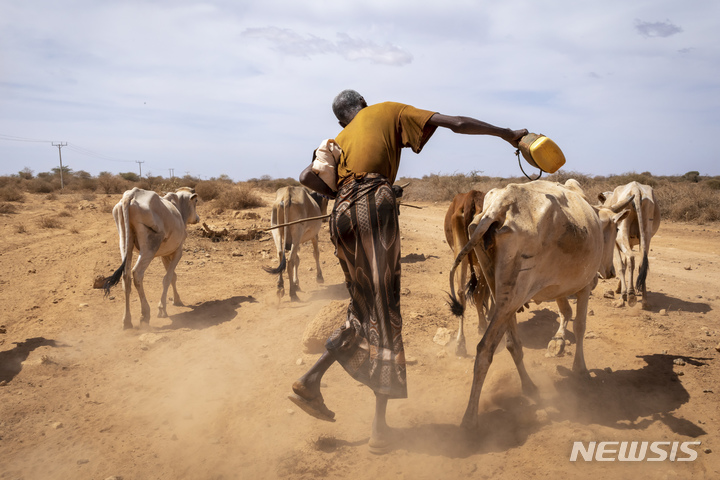 [샤벨레( 에티오피아)=AP/뉴시스] 에티오피아의 소말리아 국경지대에서 70대 농민이 극심한 가뭄으로 소 7마리가 죽자 지난 1월 18일 남은 가축들을 먼 연못까지 데리고 가면서 물을 찾고 있다. 