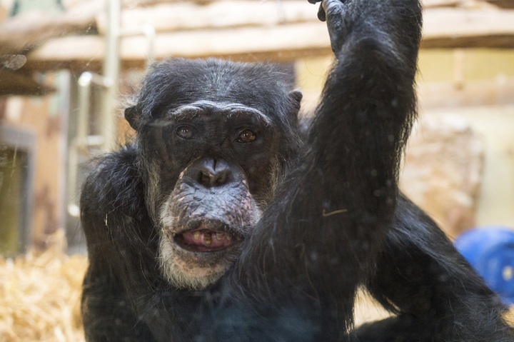 [AP/뉴시스] 침팬지 자료사진. *재판매 및 DB 금지