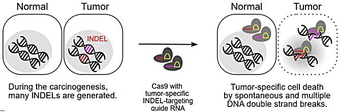 [대전=뉴시스] 신델라(CINDELA) 암치료 모식도. IBS 연구진은 암 특이적 삽입/결실(InDel) 돌연변이를 표적하는 CRISPR-Cas9 유전자 가위를 제작해 암세포와 정상세포에 투입, 암세포 돌연변이의 DNA 이중 나선을 잘라내 암세포만을 사멸시키는 데 성공했다. 사진은 기사 내용과 무관. (사진=뉴시스 DB) photo@newsis.com *재판매 및 DB 금지