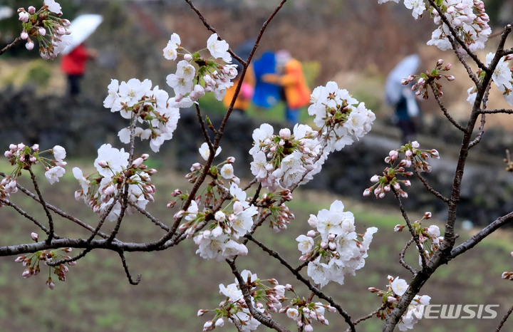 [제주=뉴시스] 우장호 기자 = 제주시 도두동 인근에 핀 벚꽃이 비를 맞고 있다. (사진=뉴시스DB) woo1223@newsis.com
