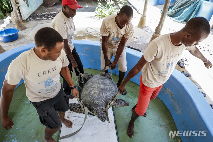 [와타무(케냐)= AP/뉴시스] 케냐 해양박물관 직원들이 어부들이 잡은 바다거북을 바다로 돌려보내기 위해 지난해 9월 21일 운반하고 있다.(AP자료사진)  