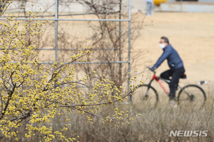 [서울=뉴시스] 권창회 기자 = 지난 21일 오후 서울 여의도 한강공원에서 산수유 꽃이 활짝 피어있다. 2022.03.21. kch0523@newsis.com