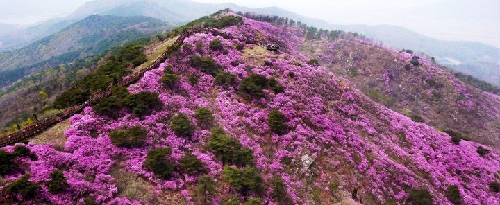 [인천=뉴시스] 김동영 기자 = 인천 강화군 고려산 진달래 군락지 모습. (사진=강화군 제공) *재판매 및 DB 금지