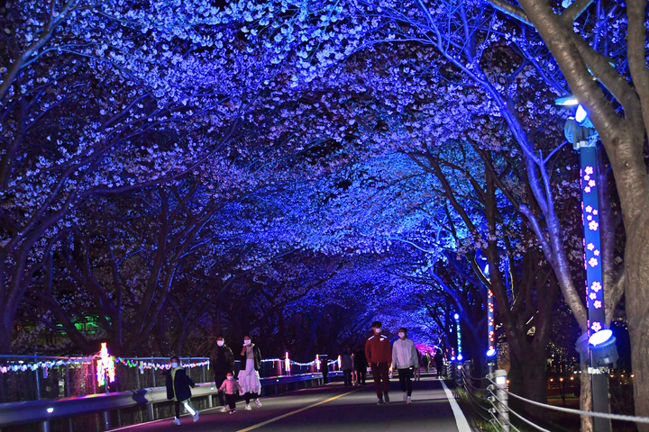 [양산=뉴시스] 2024 물금벚꽃축제가 오는 3월30일과 31일 양일간 황산공원 벚꽃길 일원에서 개최된다. (사진=뉴시스 DB). photo@newsis.com *재판매 및 DB 금지