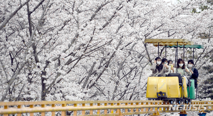 [광주=뉴시스] 류형근 기자 = 31일 오후 광주 북구 중외공원에서 상춘객들이 모노레일을 타며 만개한 벚꽃을 즐기고 있다. 2022.03.31. hgryu77@newsis.com