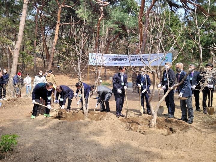 산청 고종시 감나무, 서울 홍릉터에 뿌리내린다