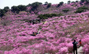 '진분홍빛 참꽃' 물든 대구 비슬산…해발 1000m 황홀경[N픽 여행]