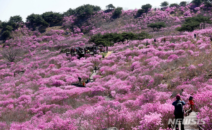'진분홍빛 참꽃' 물든 대구 비슬산…해발 1000m 황홀경