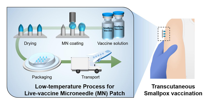 [부산=뉴시스] 두창(천연두) 바이러스 가 코팅된 마이크로니들 패치를 저온에서 제조한 이후 상온 유통 및 피부에 자가 투여하는 과정. (사진=부산대 제공) *재판매 및 DB 금지