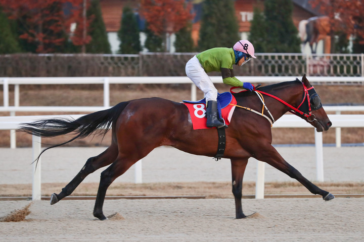 [부산=뉴시스] 11연승에 도전하는 '라온더파이터'. (사진=한국마사회 부산경남지역본부 제공) *재판매 및 DB 금지