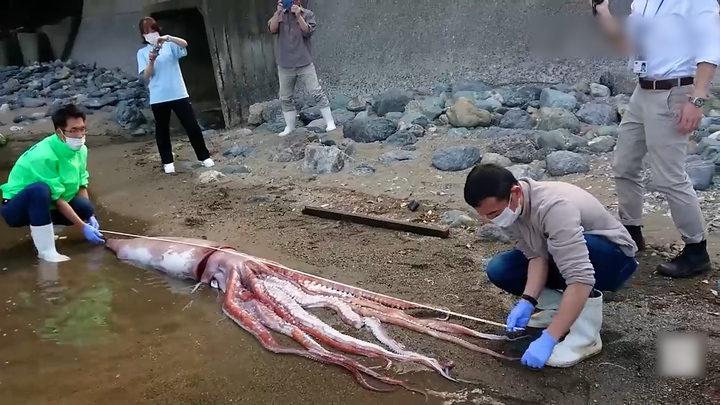 지난 20일 일본 후쿠이현 오바마시 한 어항에서 발견된 대왕오징어 사체를 수족관 직원들이 조사하는 모습. 출처: 유튜브 毎日新聞 *재판매 및 DB 금지