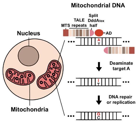 [대전=뉴시스] 미토콘드리아 DNA에서 TALED의 아데닌 염기 교정 모식도. *재판매 및 DB 금지