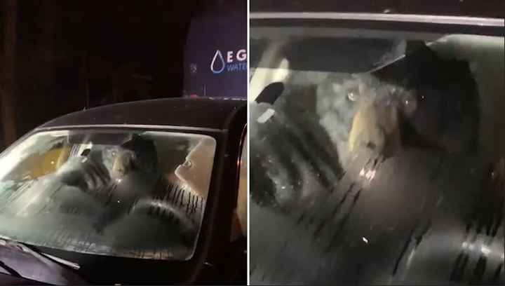 3일(현지시간) 미국 코네티컷에서 일본차 수바루에 갇힌 흑곰이 사람을 보고 놀라 눈을 동그랗게 뜨고 있다. 출처: Cody Gillotti 유투브 채널 *재판매 및 DB 금지