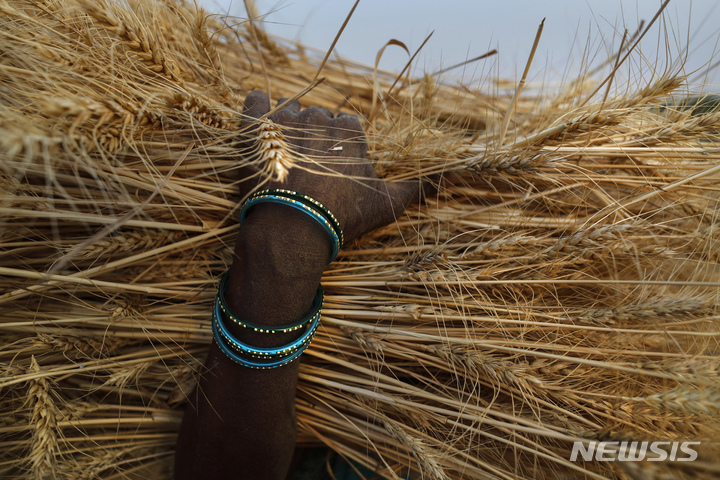 [가네쉬퍼(인도)=AP/뉴시스] 세계 밀 생산량 2위 국가인 인도가 14일 식량 안보를 이유로 밀 수출을 전격 금지했다. 작년 4월11일 우타르 프라데시주 가네쉬퍼 마을에서 한 여성이 손에 수확한 말을 들고 있다. 2022.05.14 