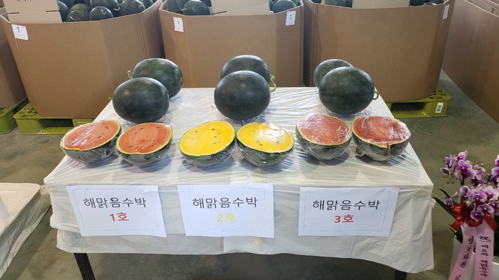 밀양 신소득 특화작목 ‘해맑음 미니수박’ 품평회 개최