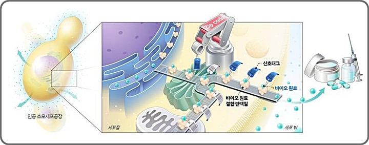[대전=뉴시스] 바이오원료를 생산하는 인공 세포공장(왼쪽) 속의 특정 바이오원료를 세포 밖으로 배송하는 시스템 *재판매 및 DB 금지