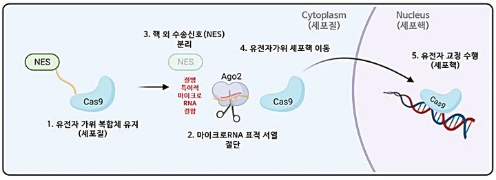 [대전=뉴시스] 세포 내 '셀프 체크인'의 마이크로RNA 특이적 작용 모식도. *재판매 및 DB 금지