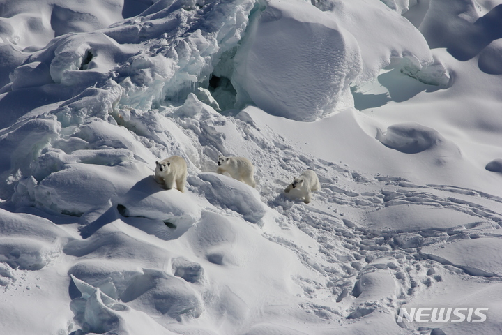 [그린란드=AP/뉴시스] 2015년 3월 암컷 북극곰과 한살박이 새끼곰 두 마리가 그린란드 빙하를 걷는 모습. 2022.06.17.