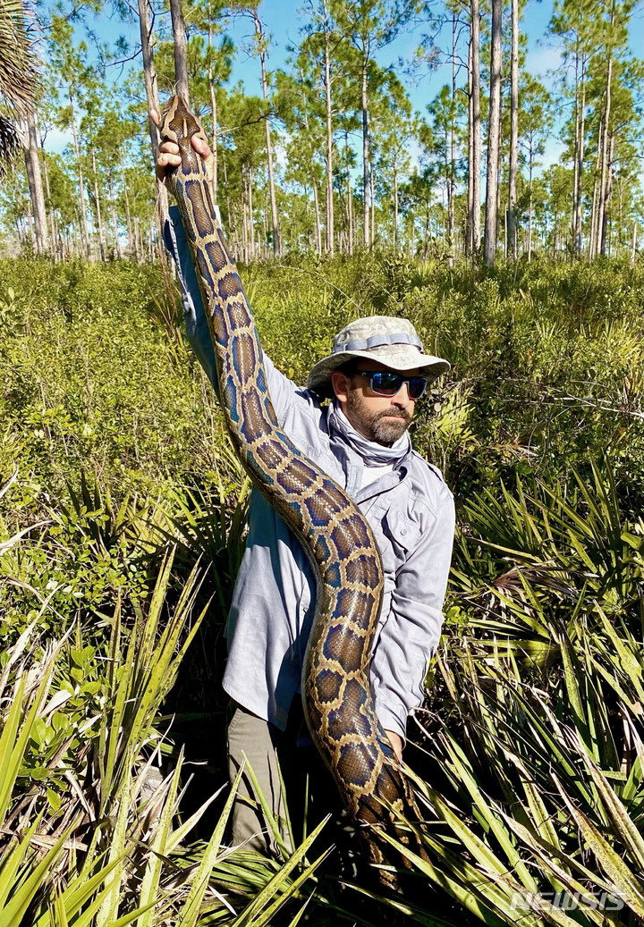 [플로리다=AP/뉴시스]미국 뉴욕 출신 한 남성이 미국과 캐나다 국경에서 버마비단뱀을 바지에 넣어 밀수하려다가 기소되었다고 7일(현지시간) ABC 뉴스가 보도했다. (기사 내용과는 무관한 사진) 2022.10.07.
