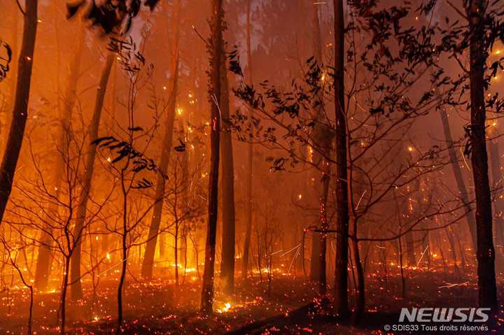 [보르도=AP/뉴시스] 지난달 17일(현지시간) 프랑스 남서부 보르도 랑디라스 인근에서 발생한 산불로 나무가 타고 있다. 