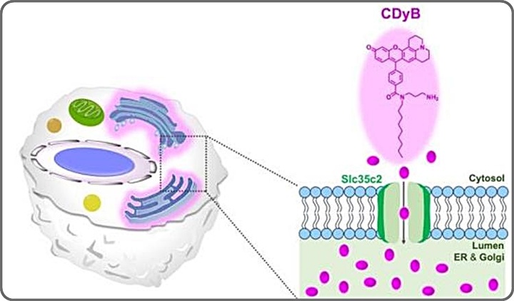 [대전=뉴시스] CDyB는 B세포를 선택적으로 식별할 수 있다. B세포 내 소포체와 골지체(세포 소기관의 일종)에 위치하는 SLC35C2을 통해 내부에 형광을 띤 CDyB가 축적돼 강한 형광 신호를 나타낸다. *재판매 및 DB 금지