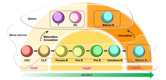 [대전=뉴시스] B세포의 발달상에 따른 CDyB의 염색 강도 변화. B세포가 성숙할수록 SLC35C2 유전자 발현량이 증가하게 되고 이에 의존적인 CDyB의 염색도 발현량에 비례해 강해진다. *재판매 및 DB 금지