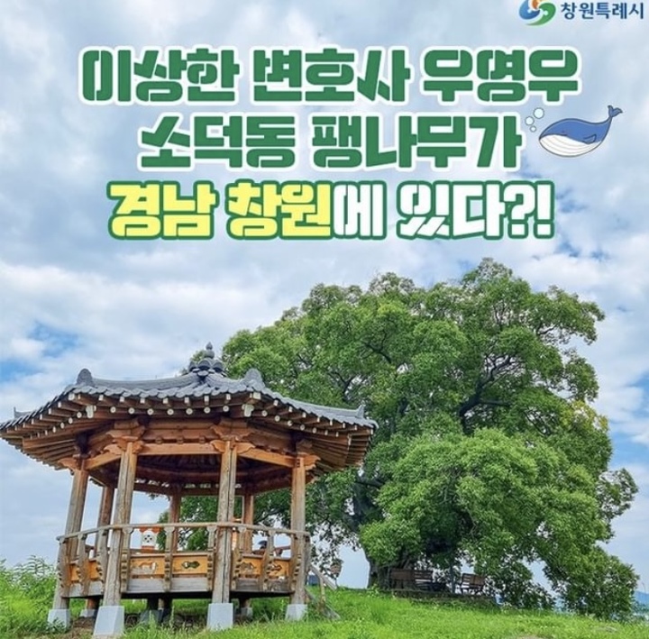 [서울=뉴시스] ENA 드라마 '이상한 변호사 우영우'에 등장한 팽나무. 2022.07.24. (사진 = 창원시 인스타그램 캡처) photo@newsis.com *재판매 및 DB 금지