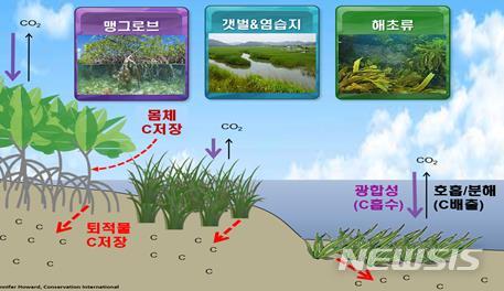 [서울=뉴시스] 블루카본 3종 이산화탄소 흡수 매커니즘.