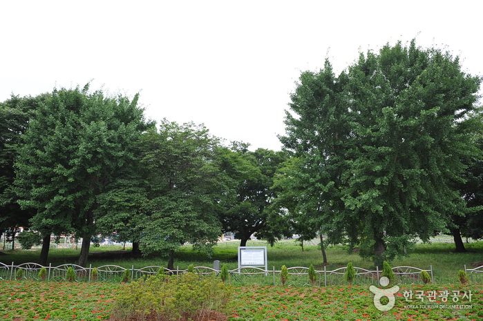 전남 향교리 느티나무·팽나무·개서어나무숲. (사진=한국관광공사 제공) photo@newsis.com *재판매 및 DB 금지