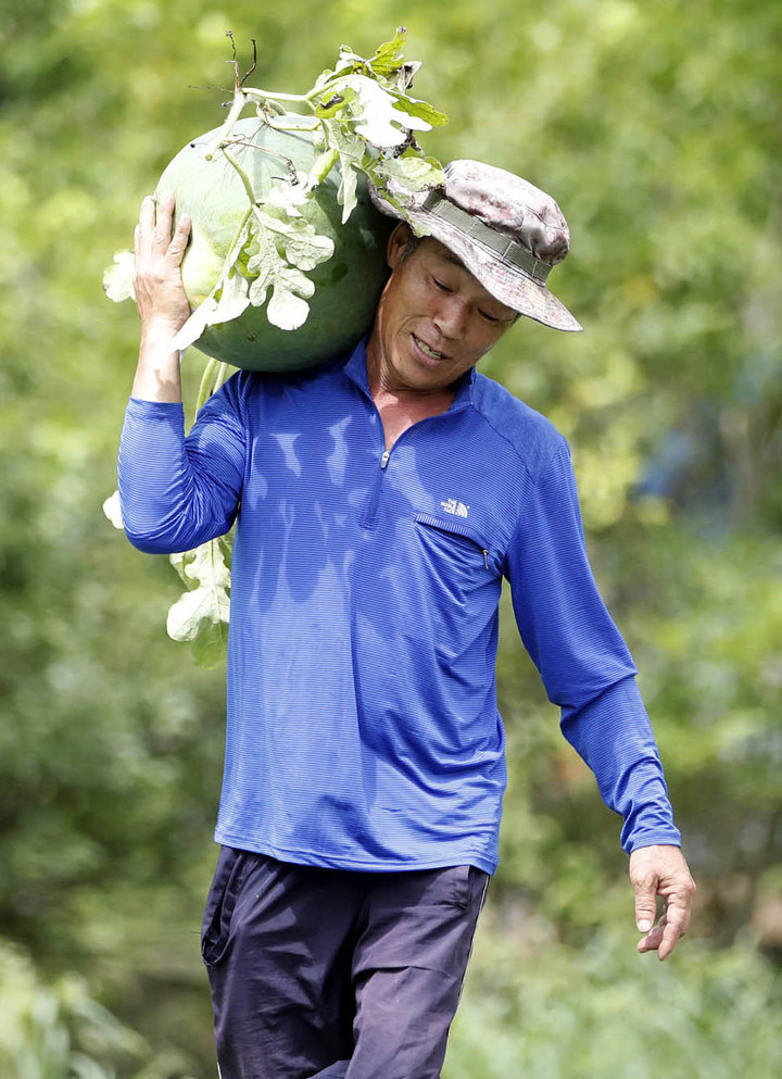 [광주=뉴시스] 무등산 수박. (사진=광주 북구 제공) 2022.08.04. photo@newsis.com *재판매 및 DB 금지