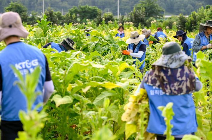 KT&G, 잎담배 수확 봉사활동…"올해로 16년째"