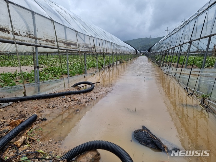 [용인=뉴시스]용인시 모현동의 한 청경채 농가가 폭우로 침수 피해를 입었다