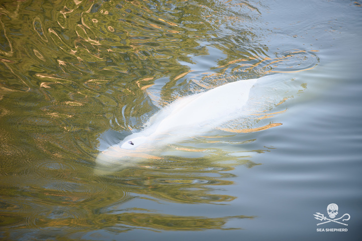 지난 2일(현지시각) 프랑스 센강 중류 지역에서 발견된 벨루가 고래. 출처: 트위터 @SeaShepherdFran *재판매 및 DB 금지