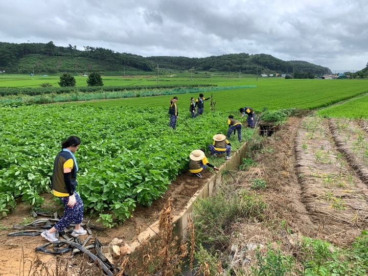 한밭대 학생들이 지난 8일부터 5일 동안 충남 홍성군 느리실마을에서 '농촌봉사활동'을 벌였다.(사진=한밭대학교 제공) *재판매 및 DB 금지