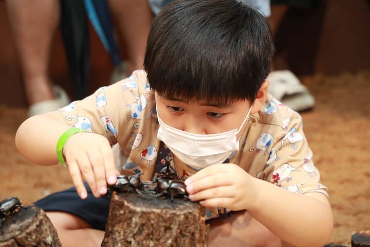 2022예천곤충축제에 참가한 한 어린이가 곤충생태원에서 곤충을 체험하고 있다. (사진=예천군 제공) *재판매 및 DB 금지