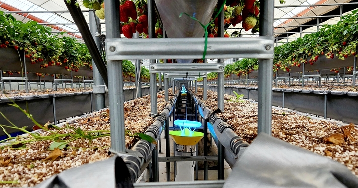 [제주=뉴시스] 딸기 시설재배 농가에 광유인트랩을 설치한 모습. (사진=제주도농업기술원 제공) 2022.08.16. photo@newsis.com *재판매 및 DB 금지