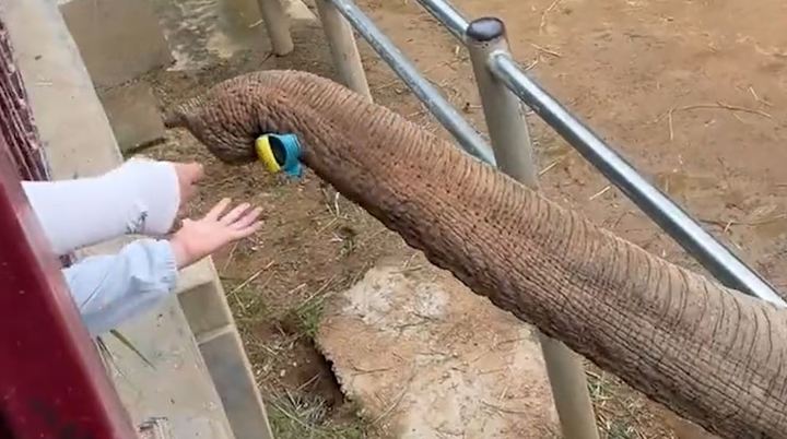 15일(현지시간) 뉴욕포스트와 트위터 등에 공개된 영상을 보면 14일 중국 동부 산둥성의 한 동물원에서 어린이가 떨어트린 신발을 코끼리가 코로 주워 어린이에게 돌려줬다. 출처: 트위터 *재판매 및 DB 금지