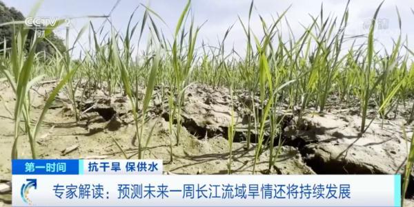[서울=뉴시스] 최강의 폭염과 가뭄으로 중국에서 78만명이 넘는 사람들이 식수난을 겪고 117만㏊가 넘는 농경지가 피해를 본 것으로 알려졌다. 중국중앙(CC) TV 방송을 캡쳐한 사진으로, 가뭄으로 말라버린 농경지. <사진출처: CCTV> 2022.08.17