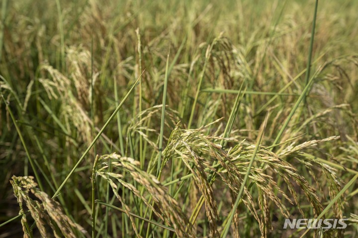 웹사이트상위노출 홈페이지상위노출 사이트상위노출중국, 올해 곡물 7.14억 t 생산 최대기록…1.2% 증가