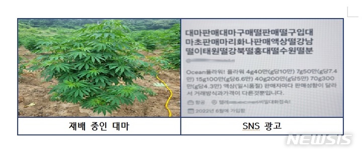 [서울=뉴시스]재배 허가를 받은 대마 일부를 빼돌려 불법으로 유통하고 이를 매수해 흡연한 일당이 경찰에 붙잡혔다.2022.09.04.(사진=서울경찰청 마약범죄수사대 제공)photo@newsis.comm