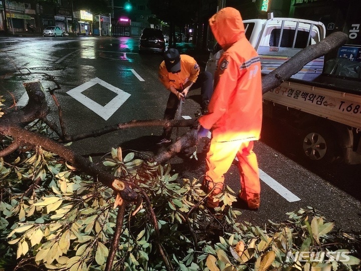 [여수=뉴시스] 6일 오전 4시께 전남 여수시 신기동 한 도로에서 가로수가 강풍에 쓰러졌다는 신고가 접수돼 소방 당국이 조치에 나섰다. (사진 = 전남 여수소방서 제공) 2022.09.06. photo@newsis.com