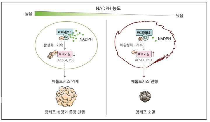 [대전=뉴시스] NADPH를 감지해 페롭토시스를 억제시켜 암세포 성장과 종양 진행을 증진하는 마치에프6 유비퀴틴 리가아제의 작동 모식도. 오른쪽은 NADPH의 함량이 특정 기준치 이하로 떨어질 때 마치에프6의 활성도가 낮아져 안정화된 페롭토시스 유도 단백질들에 의해 세포사멸이 일어난다(오른쪽). *재판매 및 DB 금지