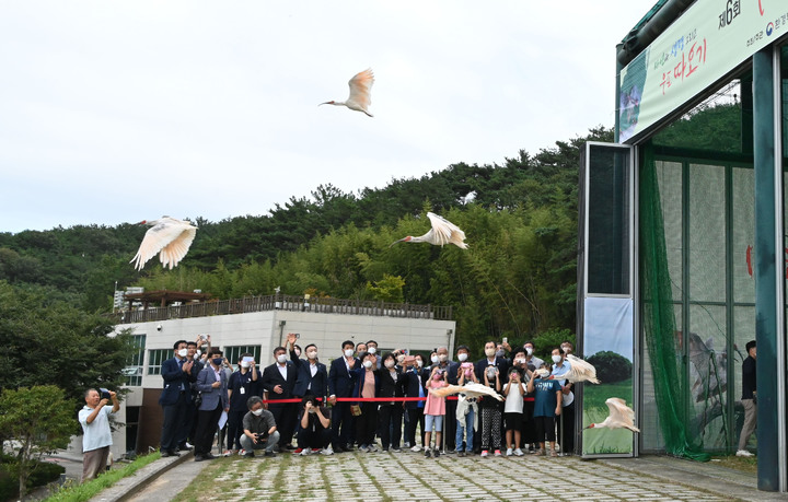 멸종위기 따오기 30마리, 자연으로…2019 이후 270마리