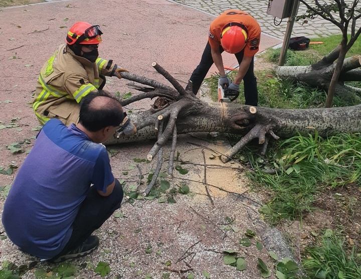 [대구=뉴시스] 고여정 기자 = 19일 오전 대구시 달성군 송현동의 한 캠핑장 입구에 태풍 난마돌의 영향으로 나무가 쓰러져 소방대원들이 수습하고 있다. 2022.09.19 (사진 = 대구소방안전본부) photo@newsis.com *재판매 및 DB 금지