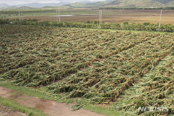 [과야마=AP/뉴시스] 20일(현지시간) 미국령 푸에르토리코의 과야마에 허리케인 피오나가 지나간 후 한 농장의 농작물이 모두 쓰러져 있다. 2022.09.21.